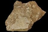 Ordovician Bryozoans (Chasmatopora) Plate - Estonia #89742-1